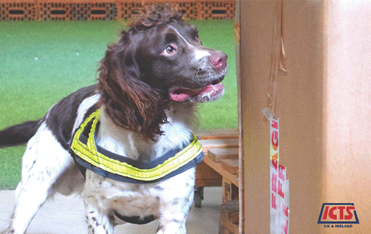 featured-The new Canine Security NCTAS-P standard is critical for national security_ICTS UK & Ireland_February 2022